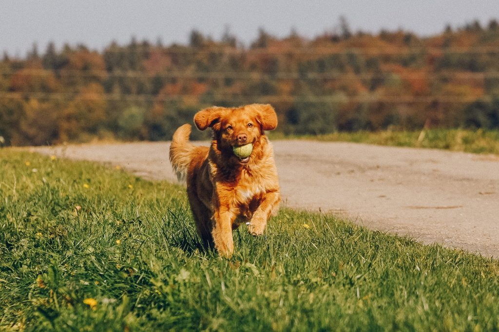 Ein Hund mit einem Tennisball im Maul läuft über eine Wiese