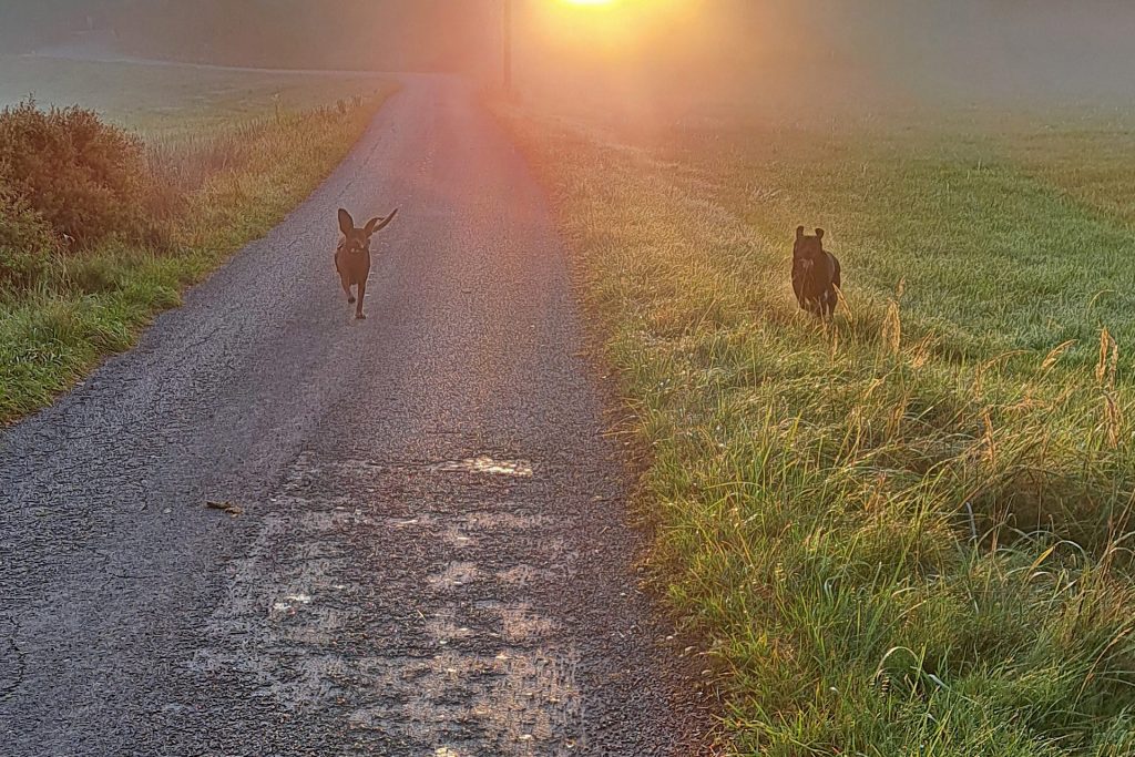 Zwei Hunde rennen bei Sonnenaufgang auf den Betrachter zu