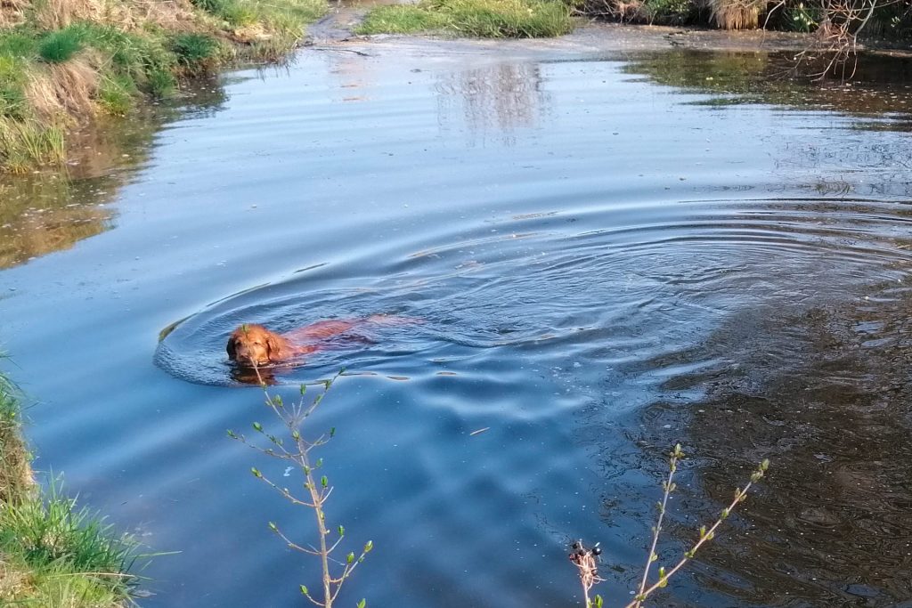 Ein Hund schwimmt in einem kleinen See